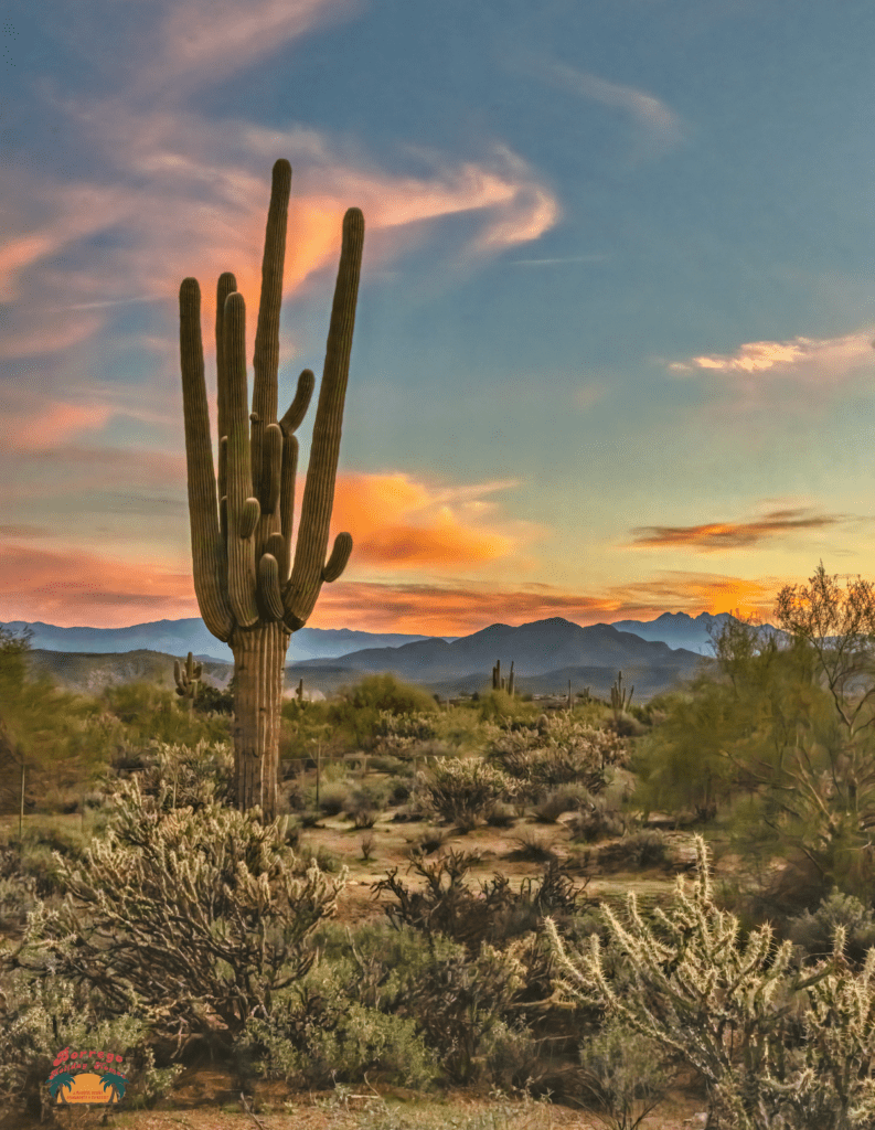 saguaro at sunset